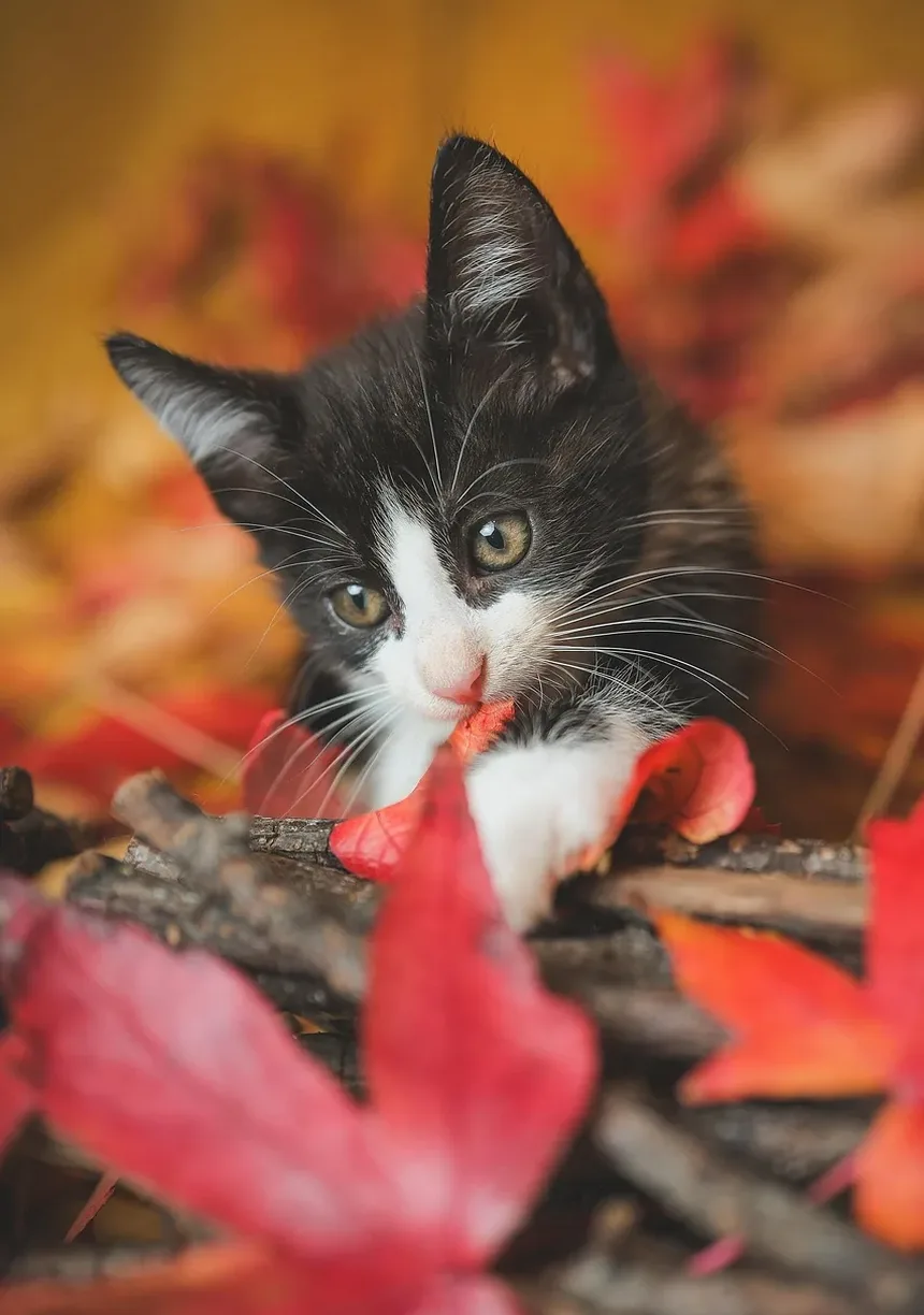 Quanto Deve Comer um Gato por Dia para Perder Peso?