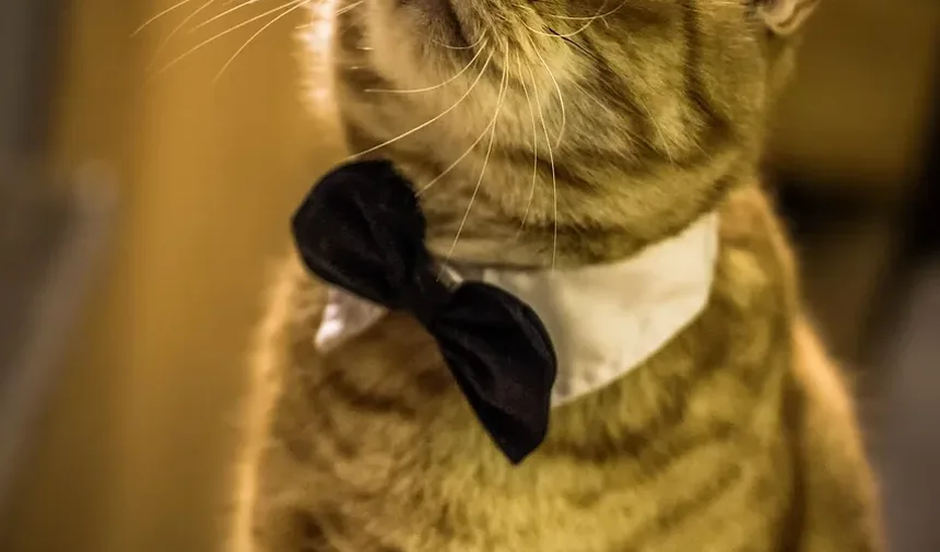 Quanto Deve Comer um Gato por Dia para Perder Peso?