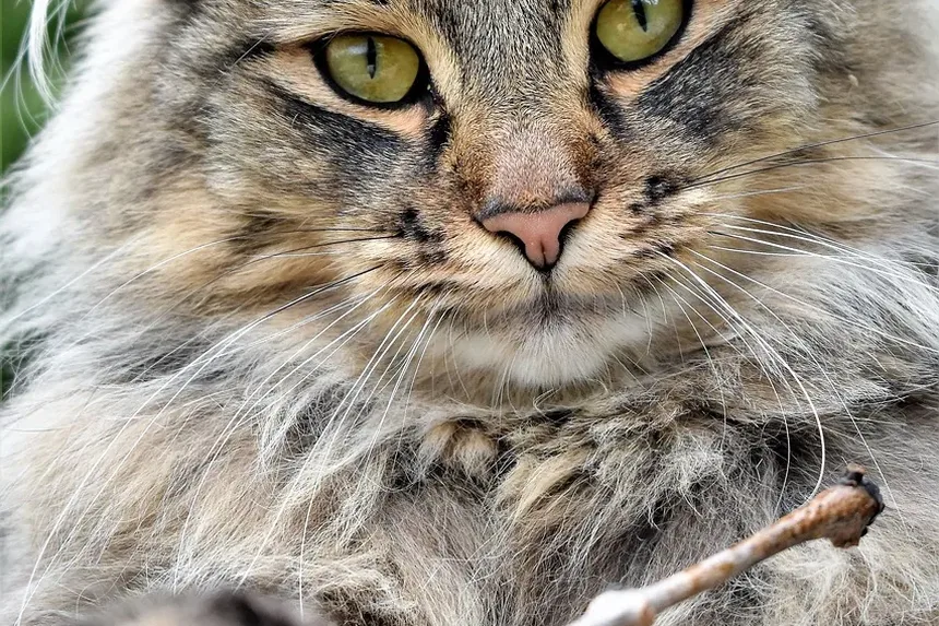 Quanto Deve Comer um Gato por Dia para Perder Peso?