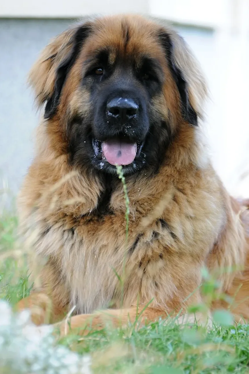 Como Escovar os Dentes do Meu Cão Quando Ele Recusa