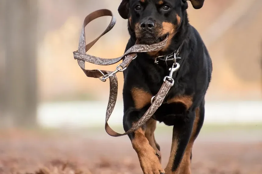 Como Escovar os Dentes do Meu Cão Quando Ele Recusa