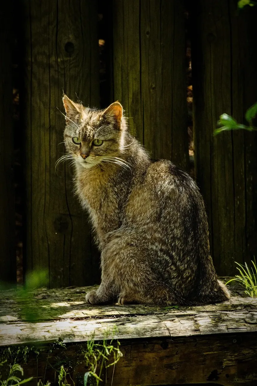 Como Cuidar de um Gato Castrado Após a Cirurgia