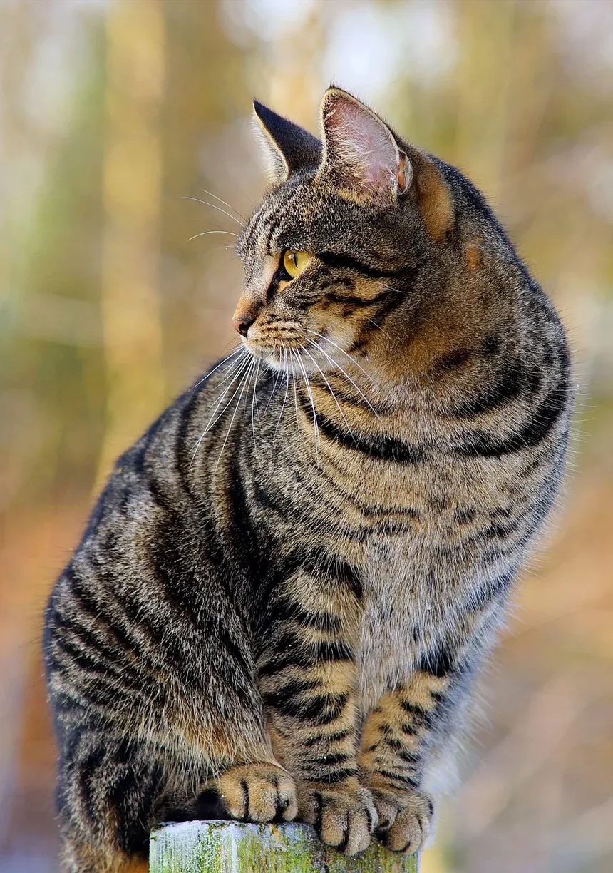 Como Cuidar de um Gato Castrado Após a Cirurgia