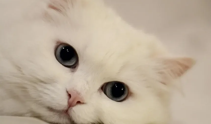 Como Cuidar de um Gato Castrado Após a Cirurgia