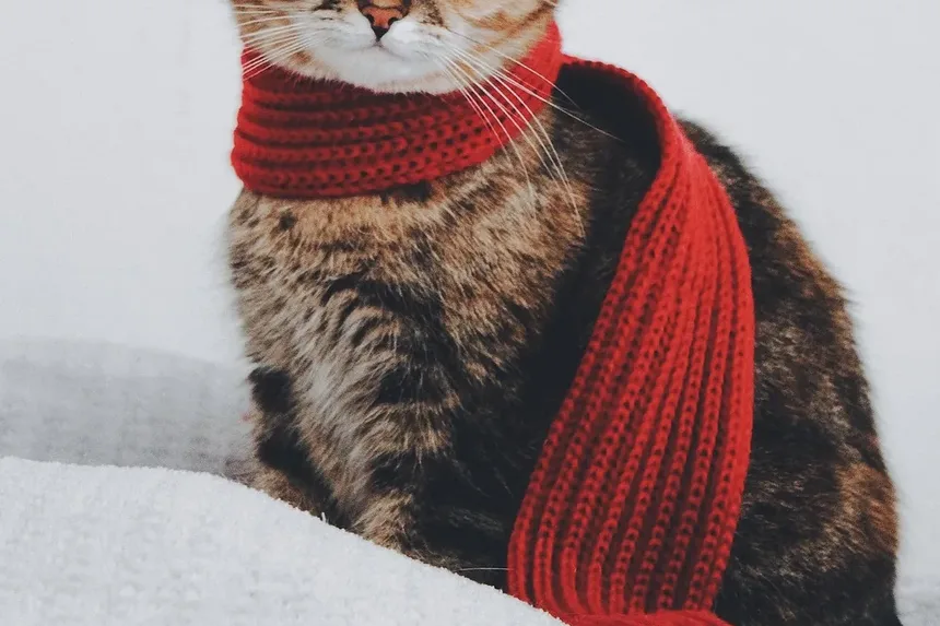 Como Cuidar de um Gato Castrado Após a Cirurgia