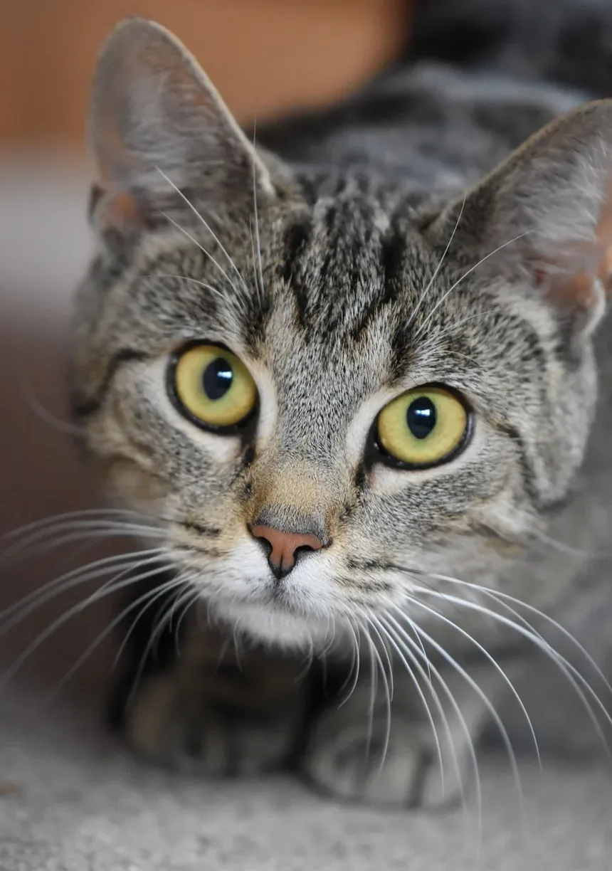 Como Cuidar de um Gato Idoso Cego: Um Guia Completo