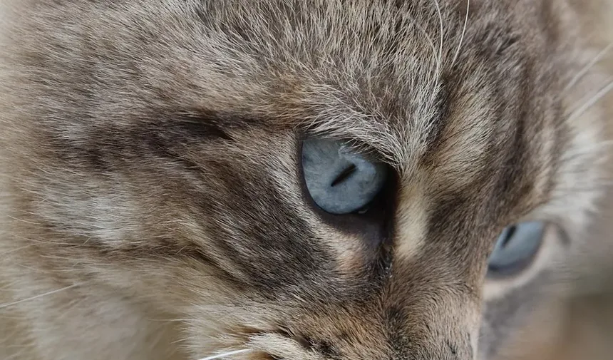 Como Cuidar de um Gato Idoso Cego: Um Guia Completo