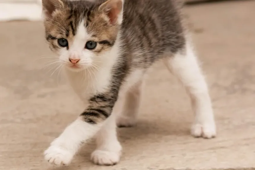 Como Cuidar de um Gato Idoso Cego: Um Guia Completo