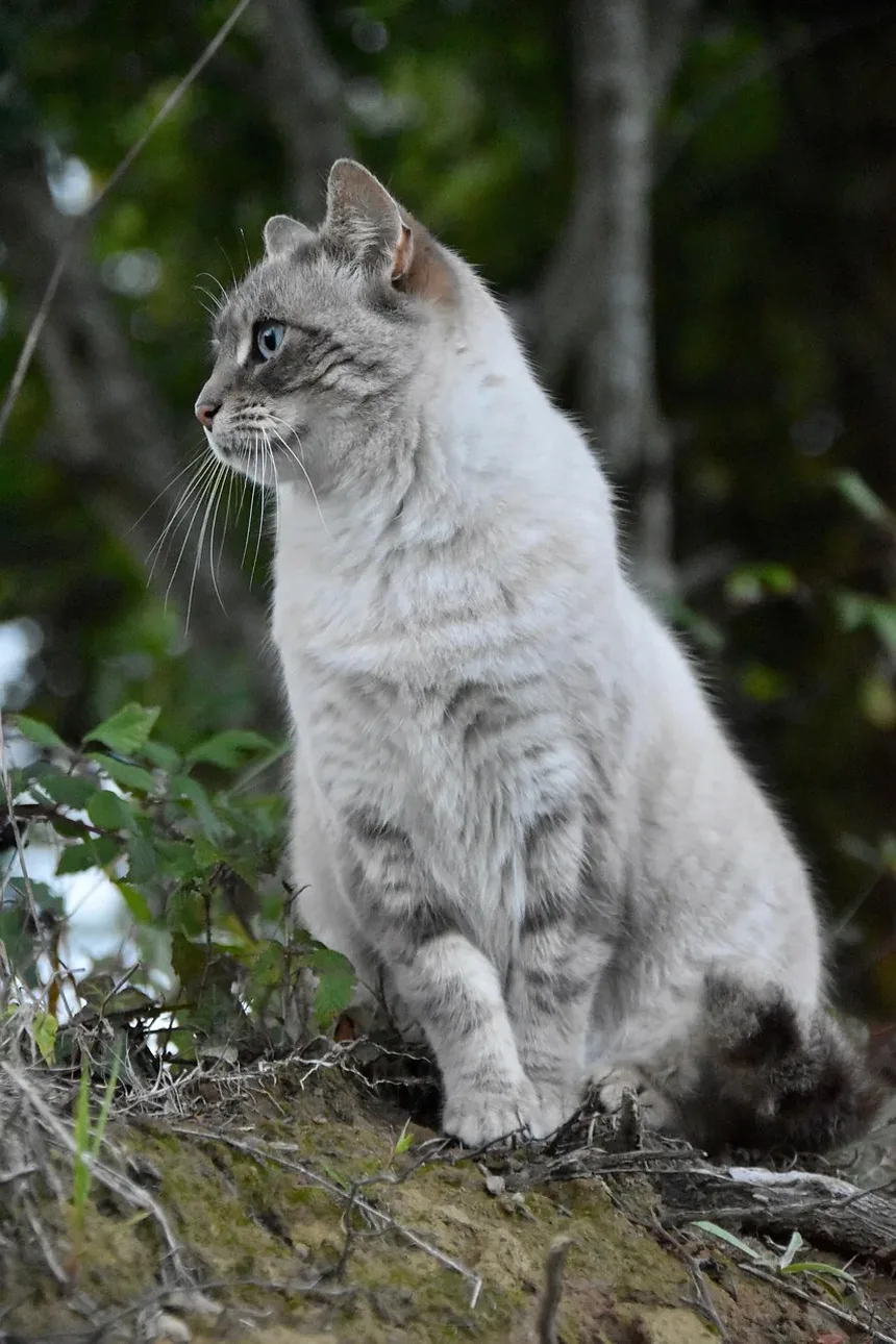 Como Cortar as Unhas do Gato em Ângulo: Um Guia Completo