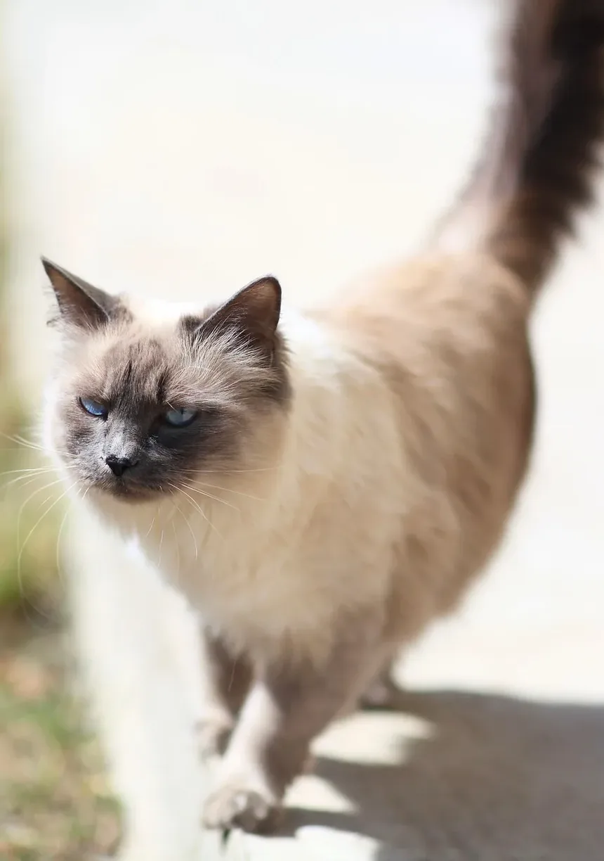 Como Cortar as Unhas do Gato em Ângulo: Um Guia Completo