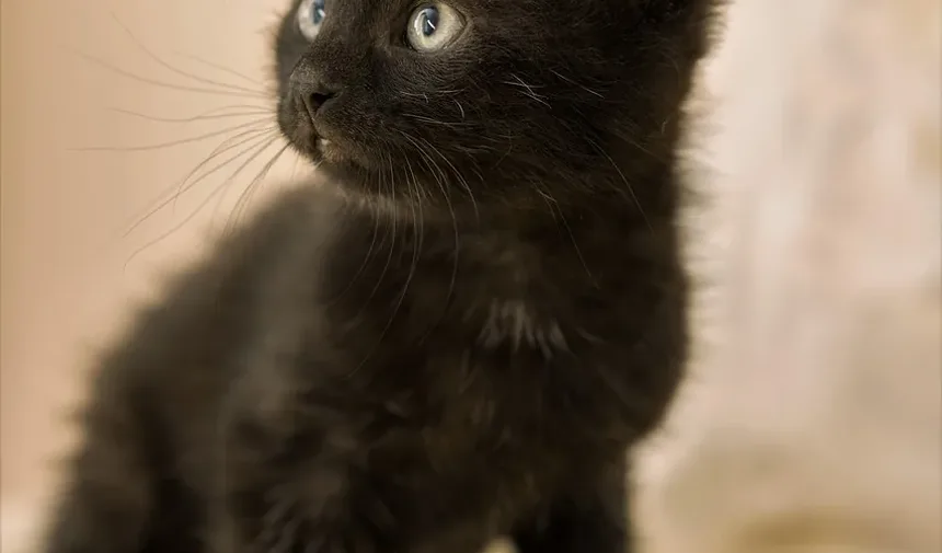 Como Cortar as Unhas do Gato em Ângulo: Um Guia Completo