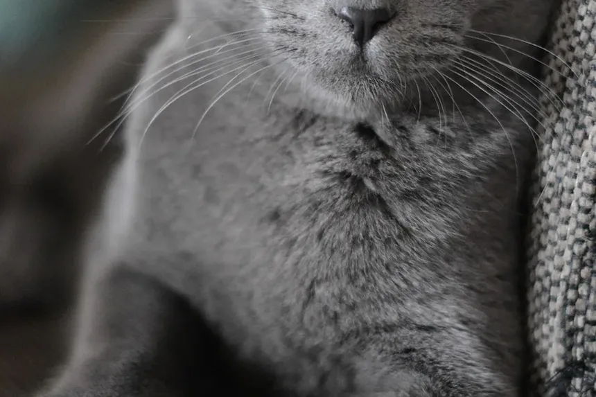Como Cortar as Unhas do Gato em Ângulo: Um Guia Completo