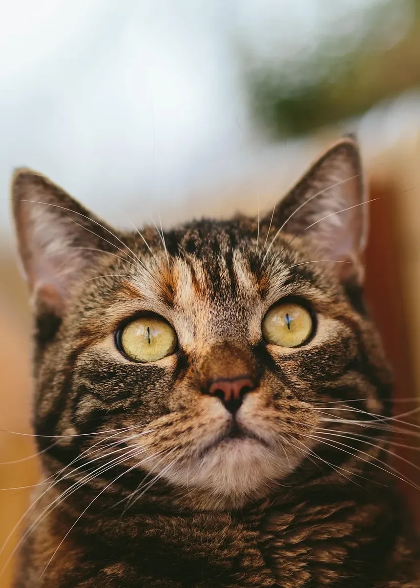 Como Ajudar um Gato a Perder Peso em uma Casa com Vários Gatos
