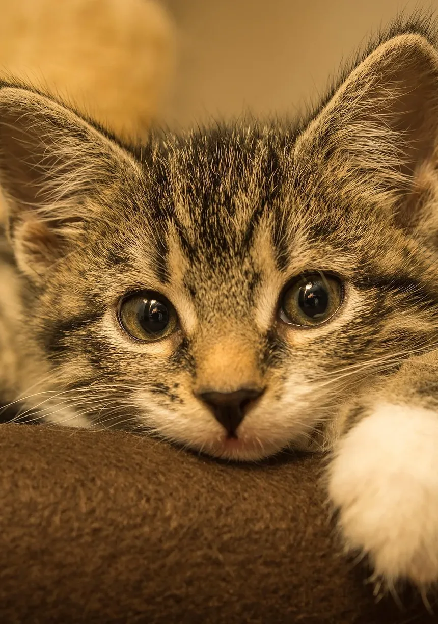 Como Ajudar um Gato a Perder Peso em uma Casa com Vários Gatos