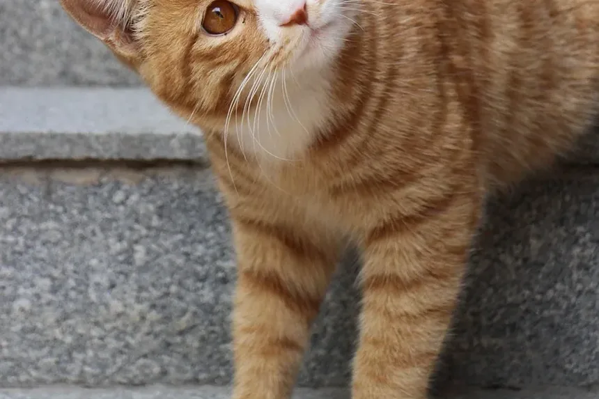 Como Ajudar um Gato a Perder Peso em uma Casa com Vários Gatos