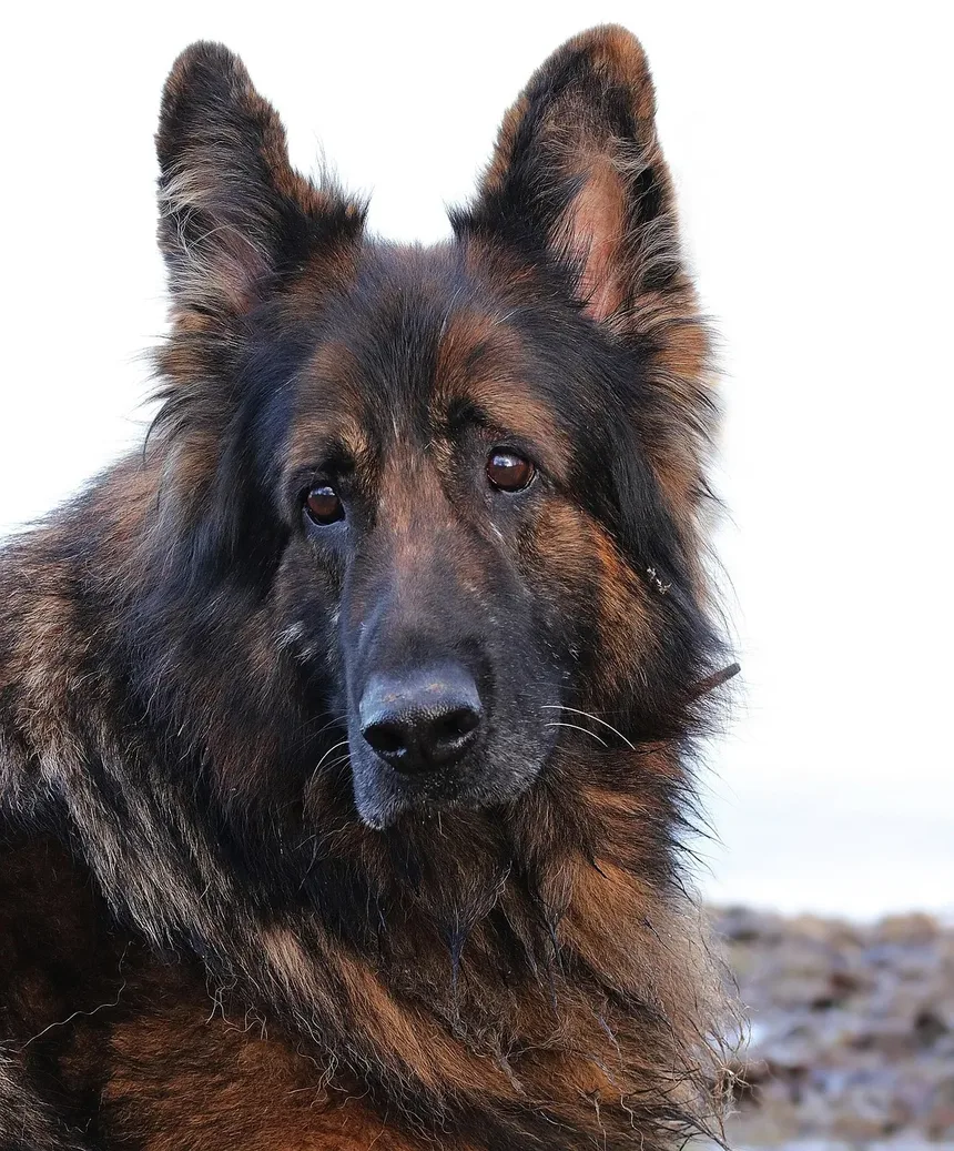 Como Ajudar um Cão de Adoção com Ansiedade de Separação