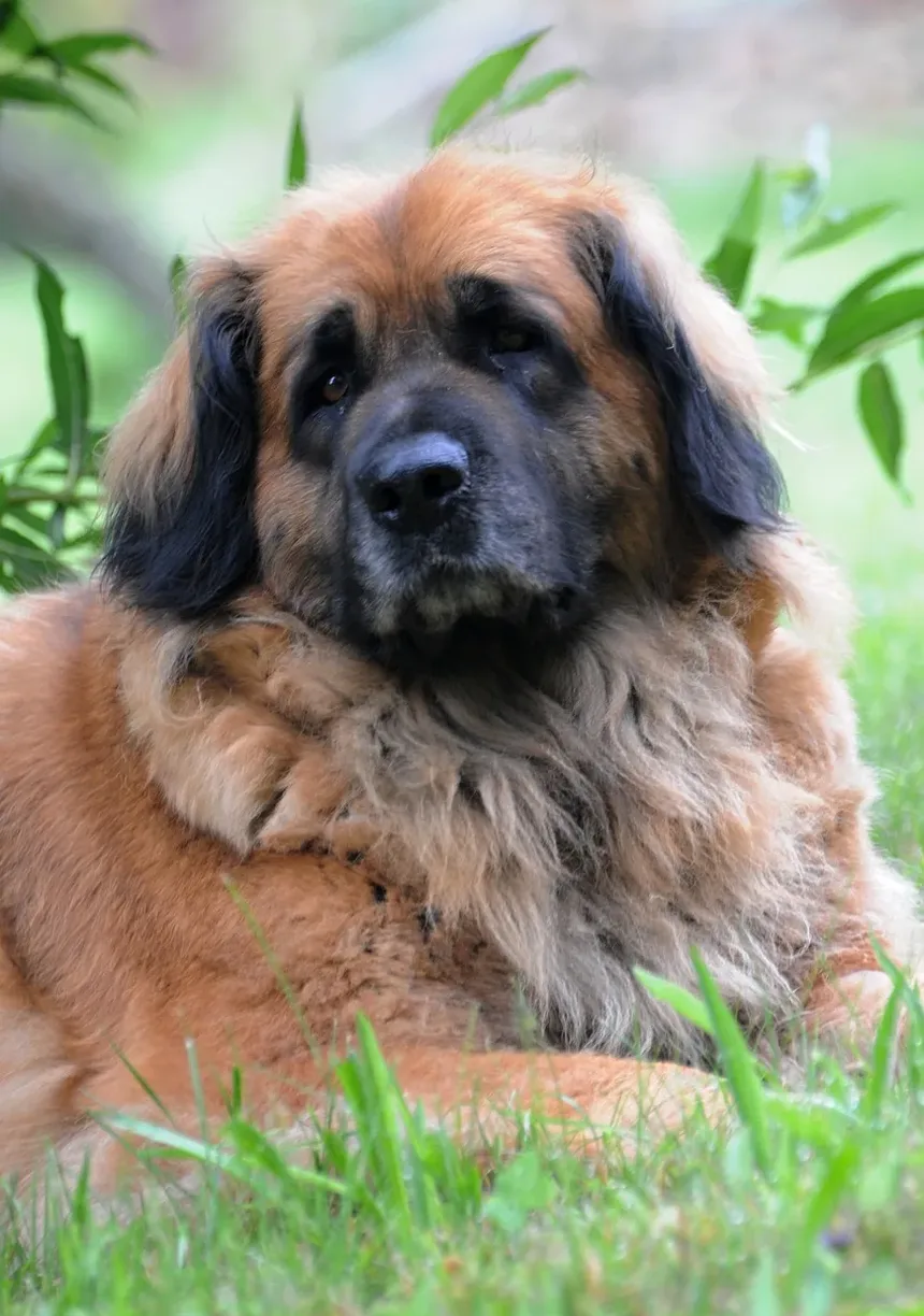 Como Ajudar um Cão de Adoção com Ansiedade de Separação