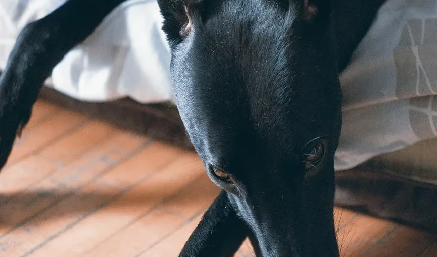 Como Ajudar um Cão de Adoção com Ansiedade de Separação