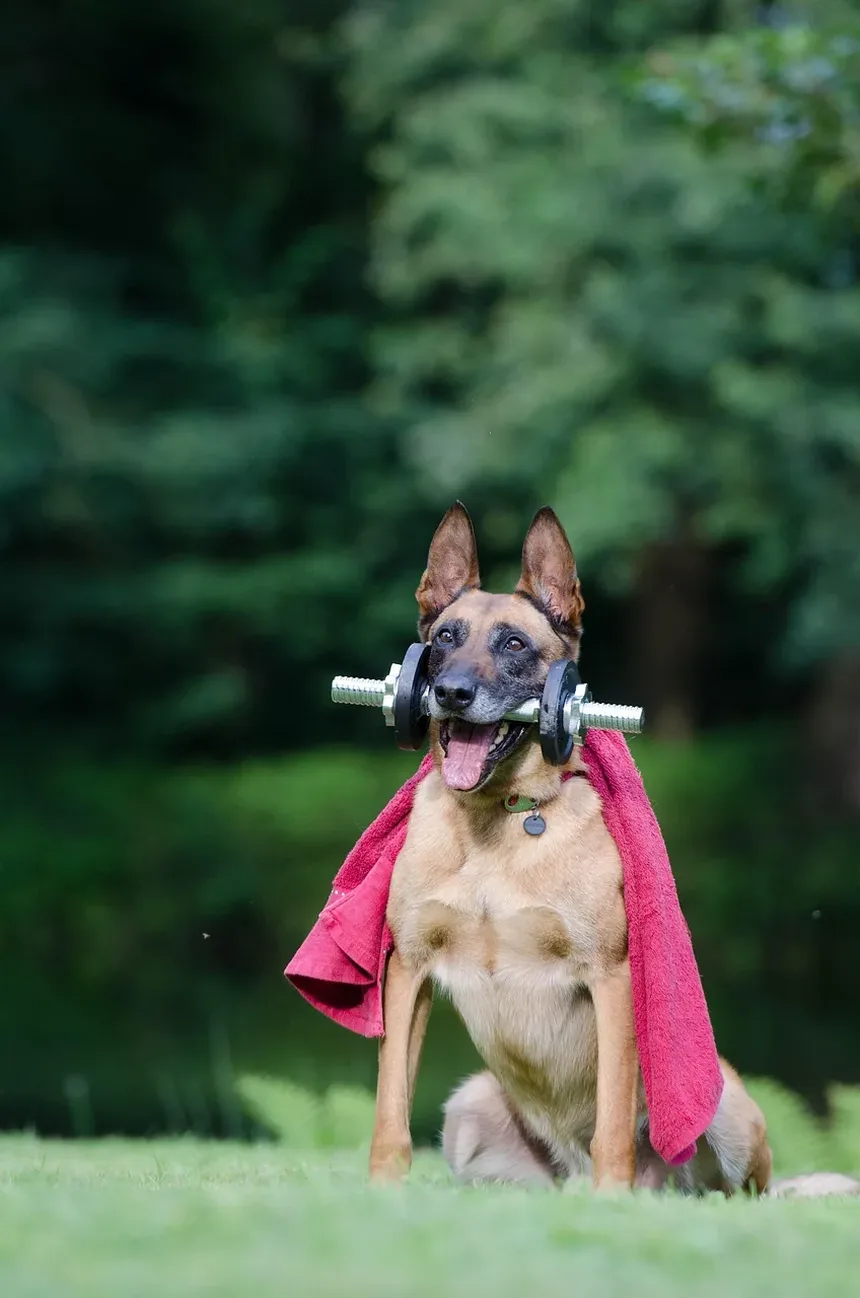 Como Ajudar Meu Cão a Perder Peso: Um Guia Completo