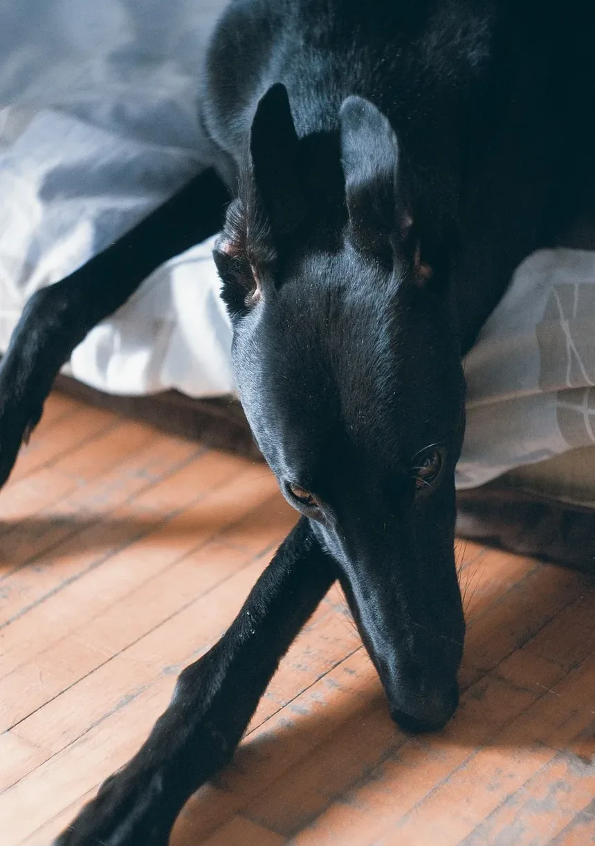 Como Ajudar Meu Cão a Perder Peso: Um Guia Completo
