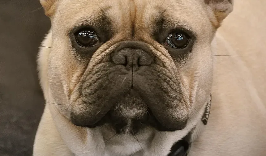 Como Ajudar Meu Cão a Perder Peso: Um Guia Completo