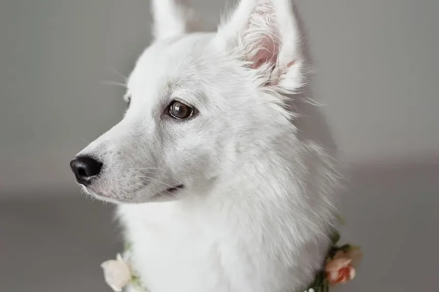 Como Ajudar Meu Cão a Perder Peso: Um Guia Completo