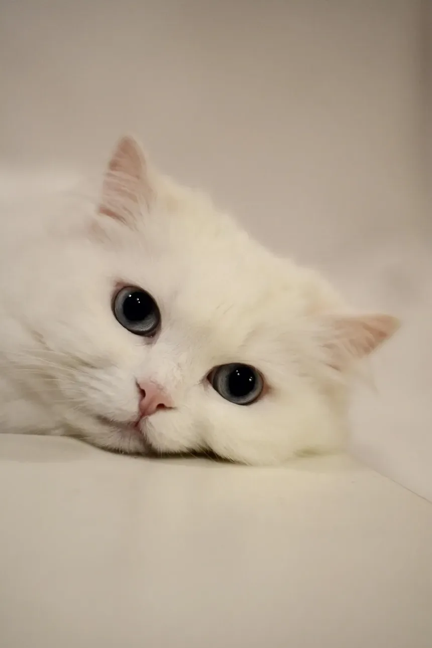 Como Saber se Seu Gato é Alérgico a Peixe