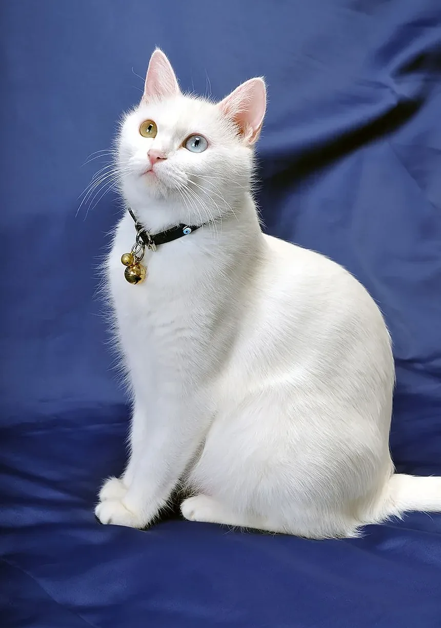 Como Saber se Seu Gato é Alérgico a Peixe