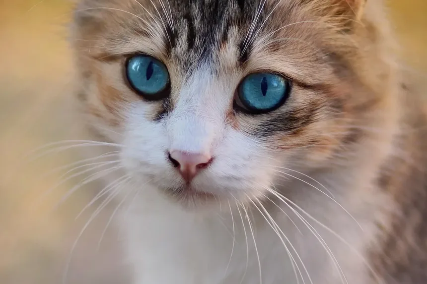 Como Saber se Seu Gato é Alérgico a Peixe