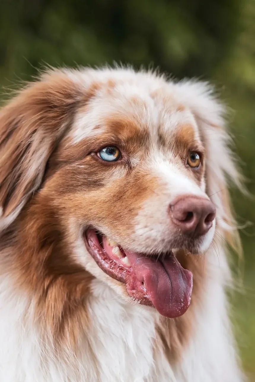 Como Remover com Segurança os Pelos das Orelhas do Cão: Um Guia Completo