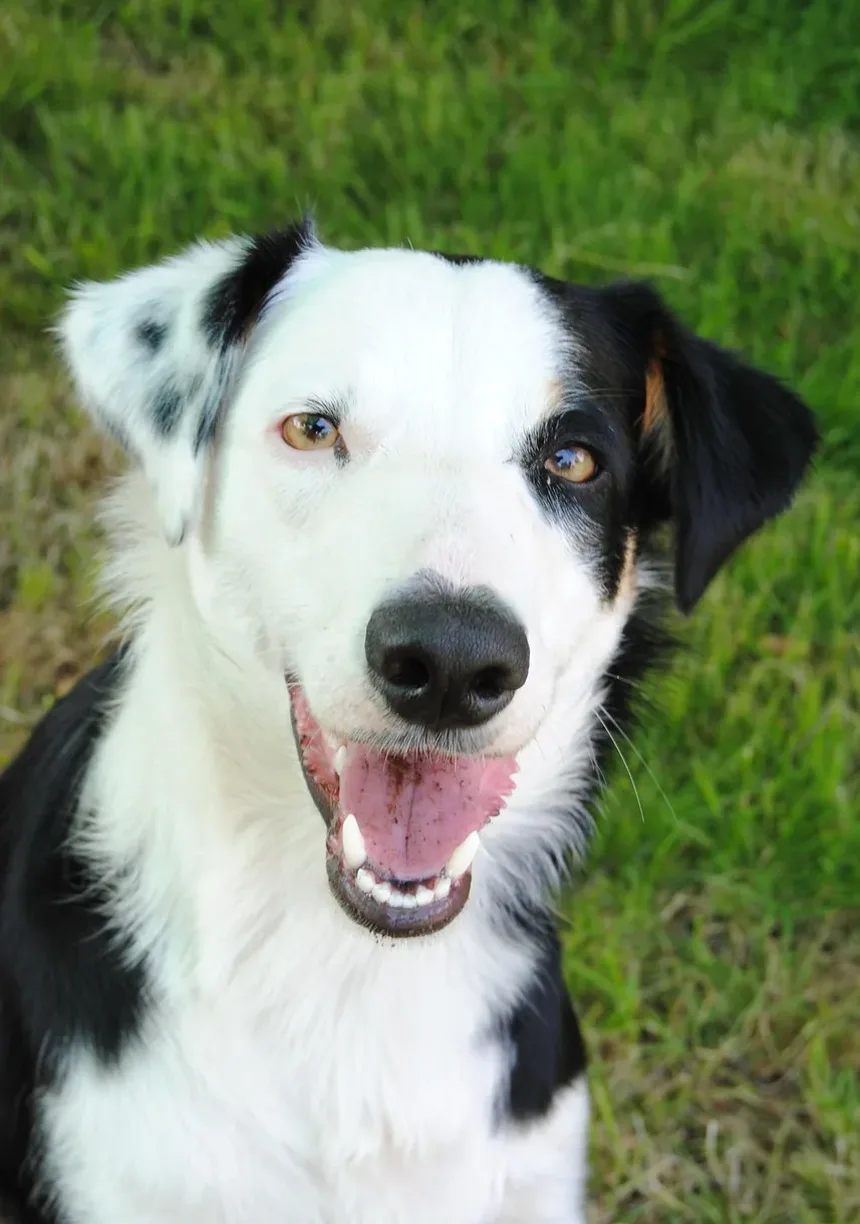 Como Remover com Segurança os Pelos das Orelhas do Cão: Um Guia Completo