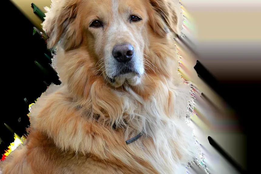 Como Remover com Segurança os Pelos das Orelhas do Cão: Um Guia Completo