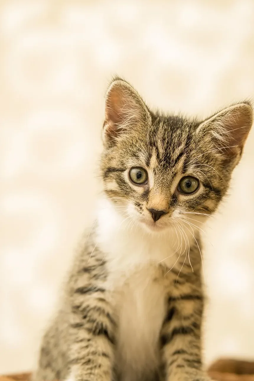 Como Saber Se Meu Gato Está Com Vermes ou Está Grávido
