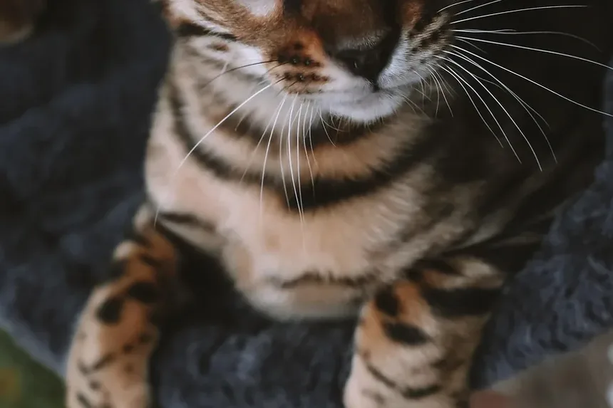 Como Saber Se Meu Gato Está Com Vermes ou Está Grávido