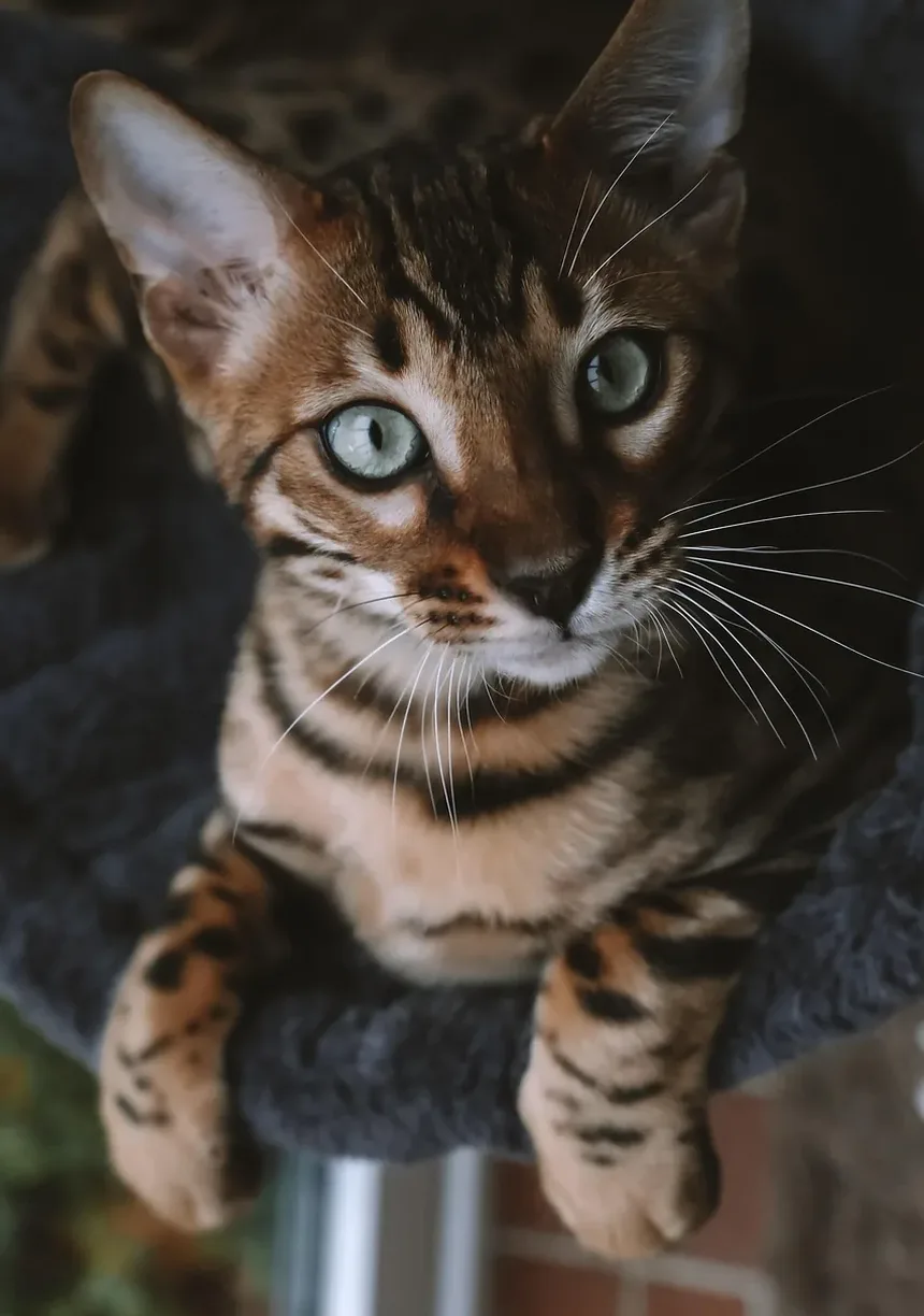 Como Tratar Picadas de Mosquito em Gatos: Um Guia Completo
