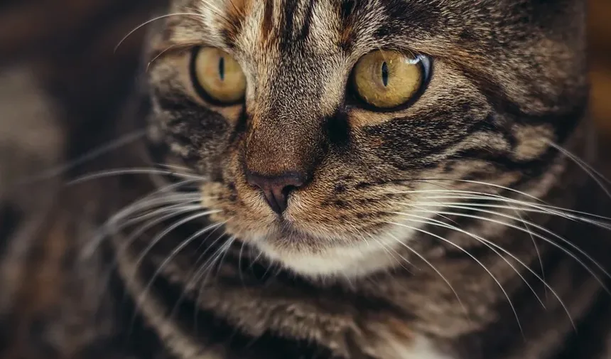 Como Tratar Picadas de Mosquito em Gatos: Um Guia Completo