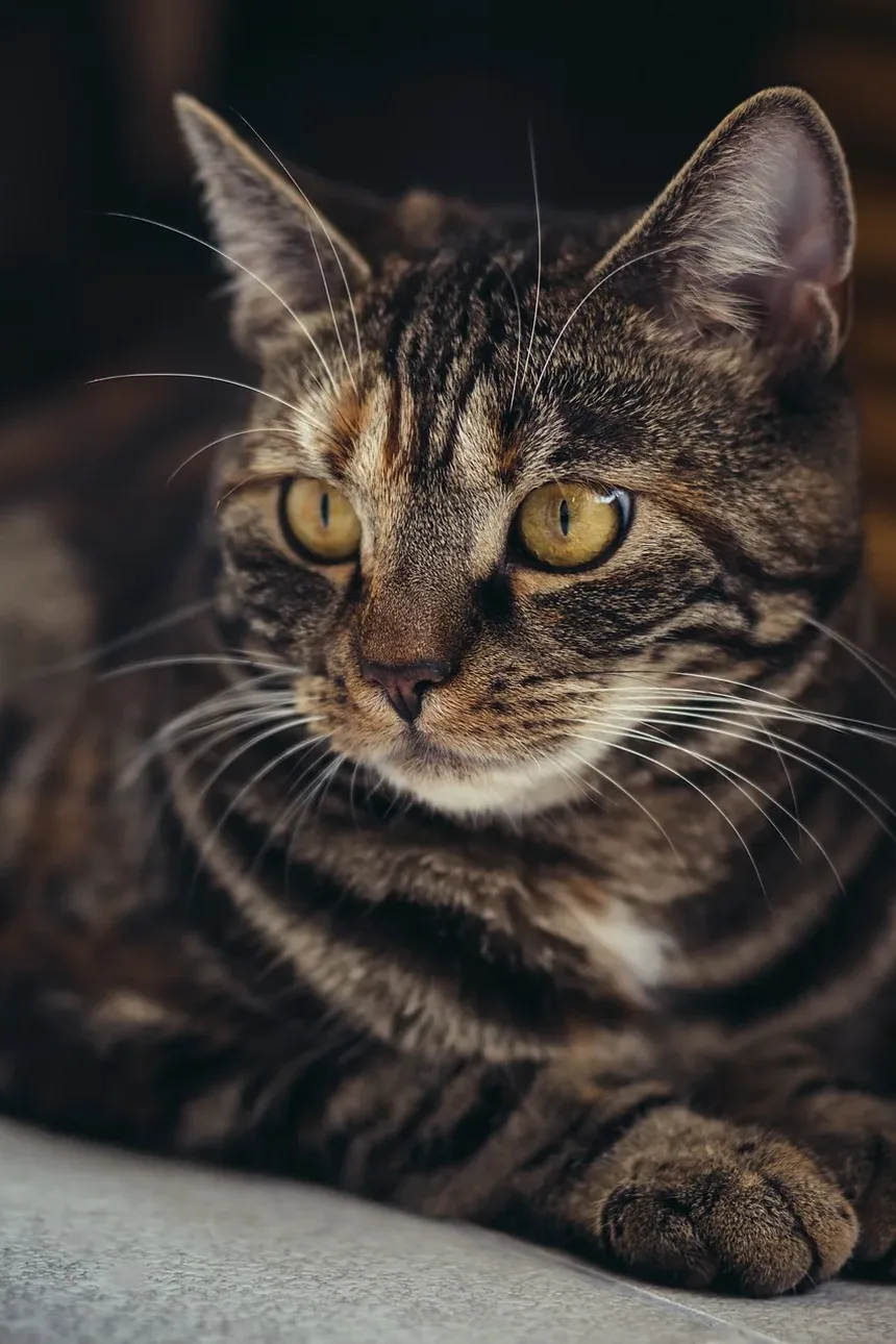 Como Tratar Tênias em Gatos em Casa: Um Guia Completo