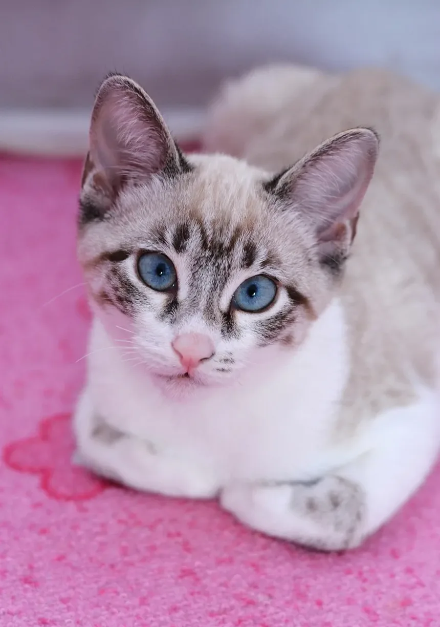 Como Tratar Tênias em Gatos em Casa: Um Guia Completo