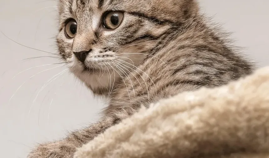 Como Tratar Tênias em Gatos em Casa: Um Guia Completo