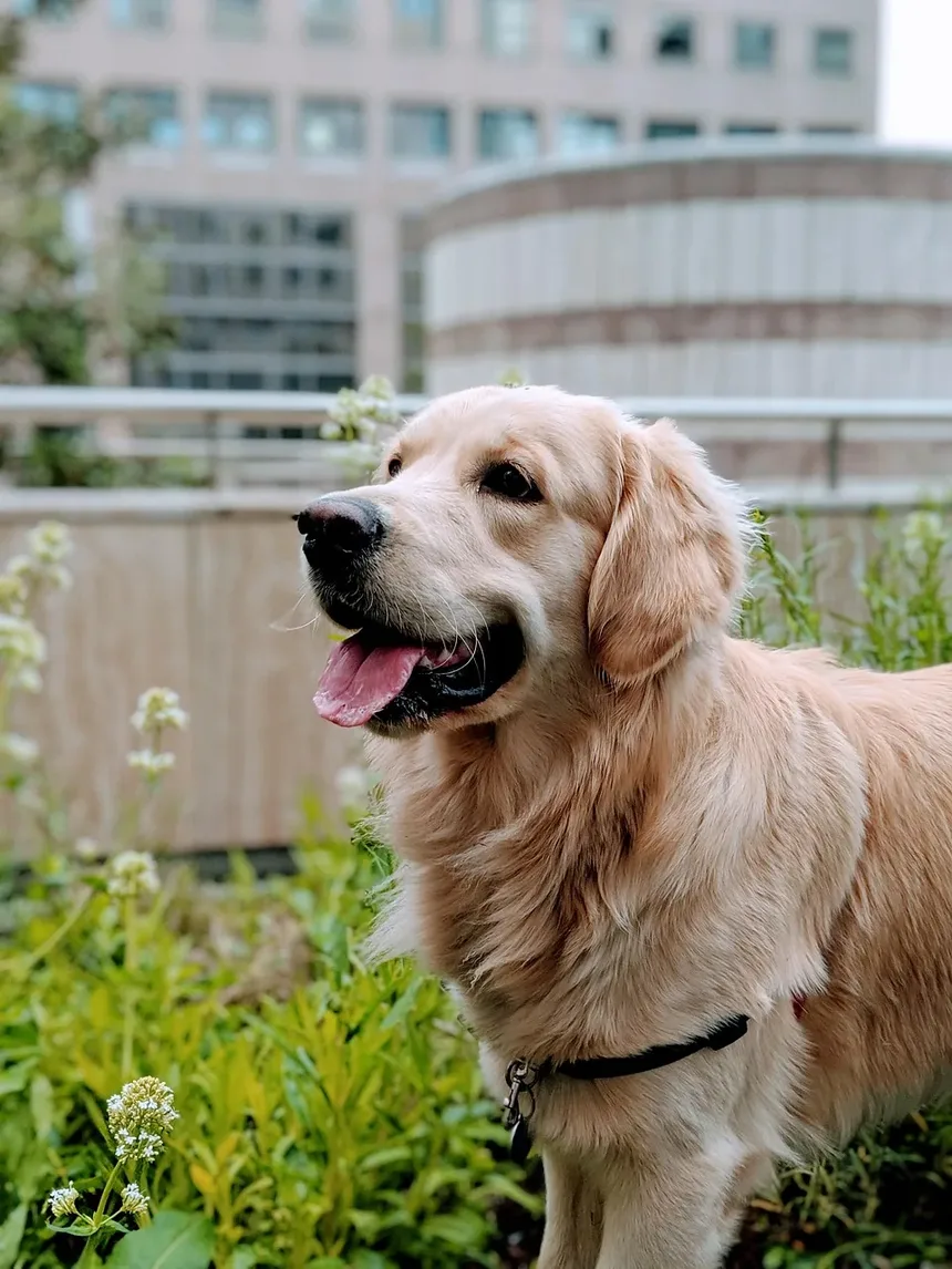 Como Tratar Pulgas em Cães Naturalmente