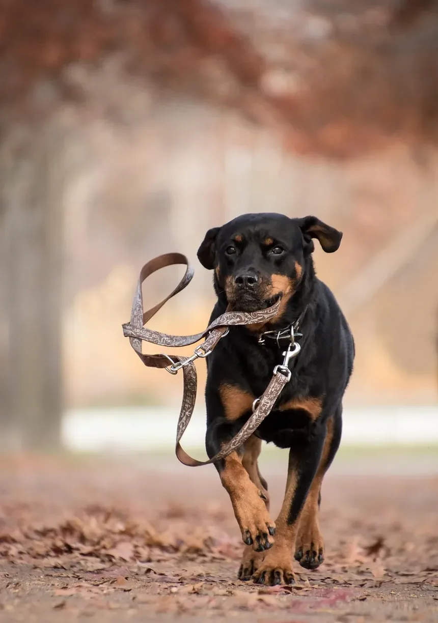 Como Tratar Pulgas em Cães Naturalmente
