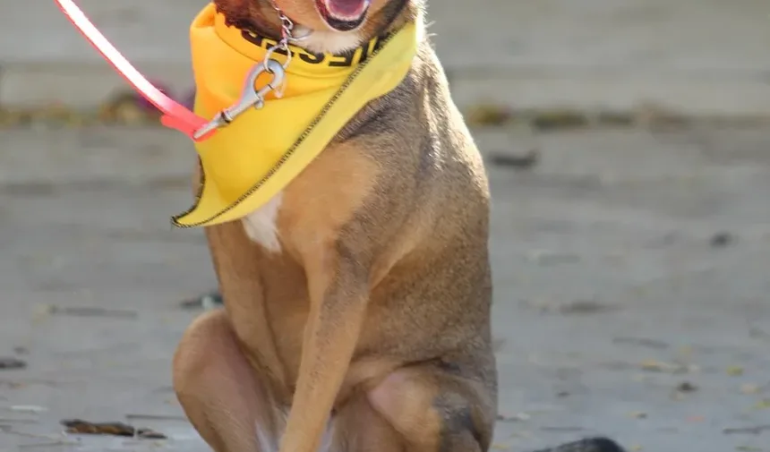 Como Tratar Pulgas em Cães Naturalmente