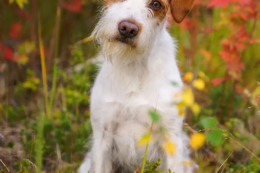 Como Tratar Pulgas em Cães Naturalmente