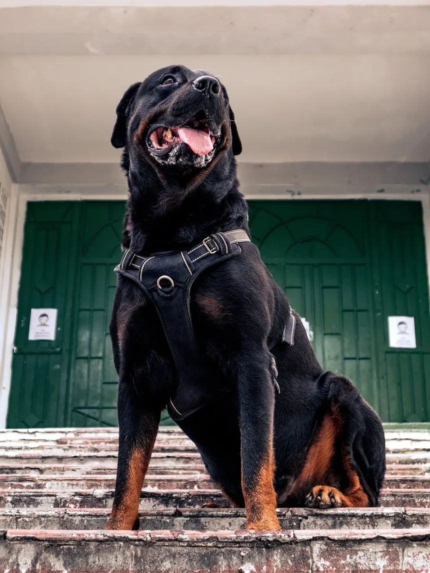 Como Cortar as Unhas Pretas do Cachorro: Um Guia Completo