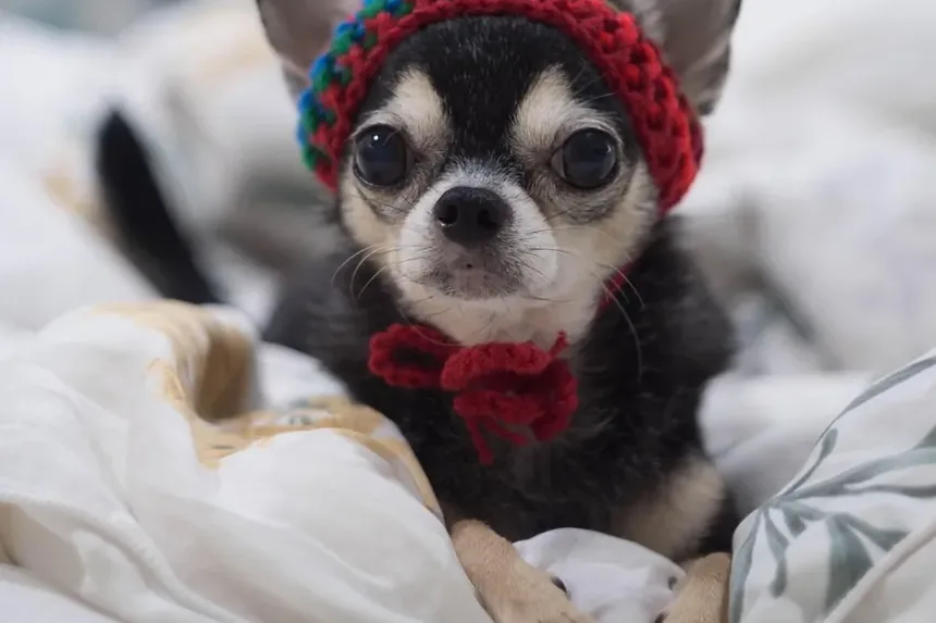 Como Cortar as Unhas Pretas do Cachorro: Um Guia Completo