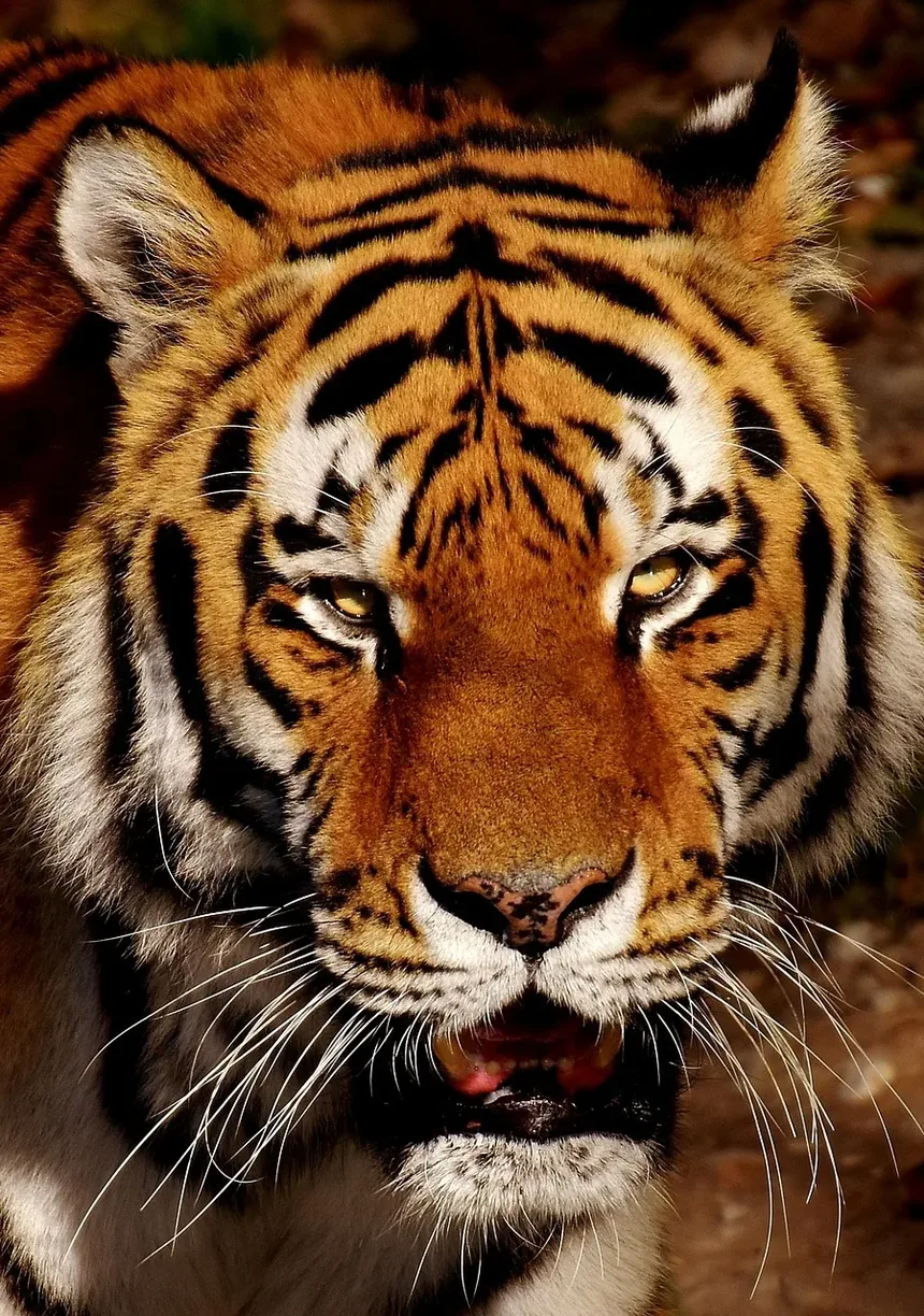 Cuidados Dentários Naturais para Gatos: Um Guia Completo