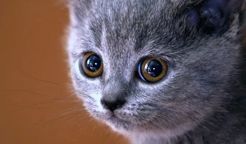 Cuidados Dentários Naturais para Gatos: Um Guia Completo