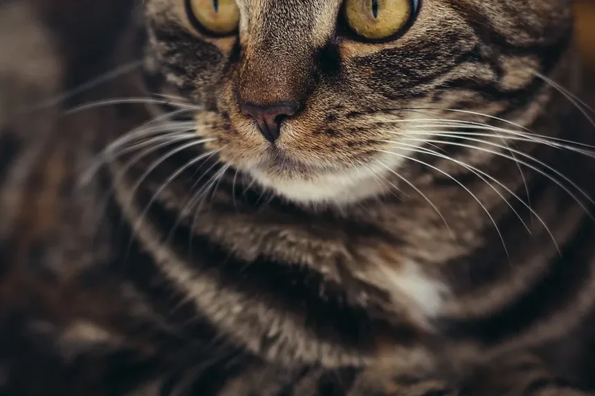 Cuidados Dentários Naturais para Gatos: Um Guia Completo