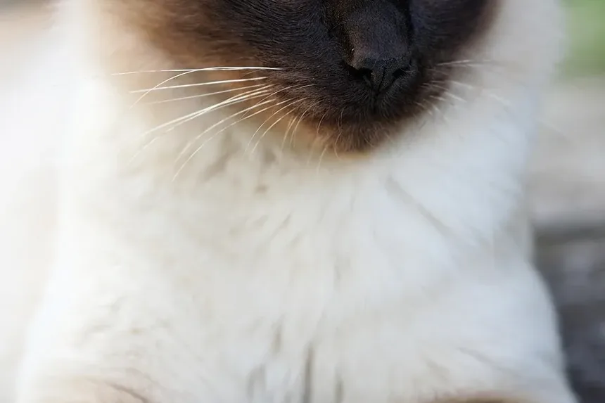 Remédios Naturais para Intoxicação em Gatos: O Que Você Precisa Saber