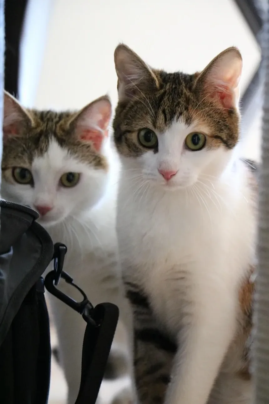 Sinais de Intoxicação por Plantas em Gatos: O Que Todo Dono de Gato Deve Saber